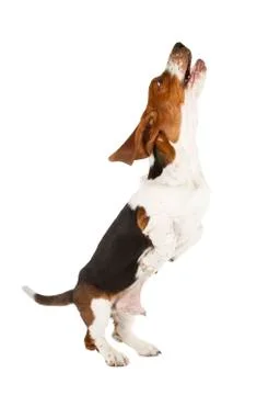 Basset hound Stock Photos