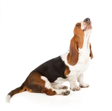 Basset hound Stock-Fotos