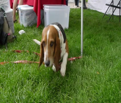 Basset Hound Taking It Easy Stock Footage 46056281