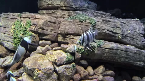 Bastard roosterfish Video stock 320425084