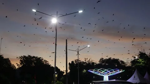 Bat (1) Stock Footage 301164181