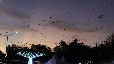 Bat (10) Stock Footage 301168001