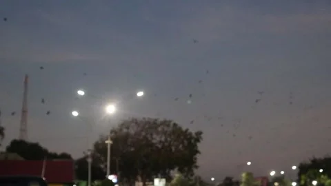 Bat (11) Stock Footage 301167378