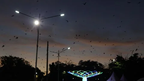 Bat (2) Stock Footage 301166501