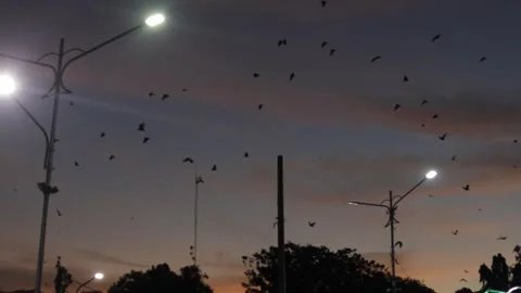 Bat (3) Video stock 301166422