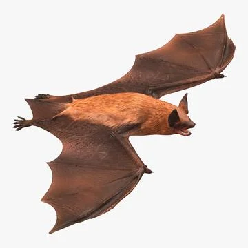 3D Model: Bat ~ Buy Now #90898089 | Pond5