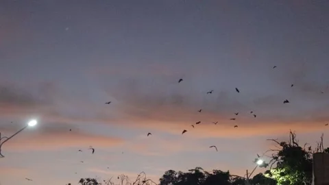 Bat (5) Video stock 301164015