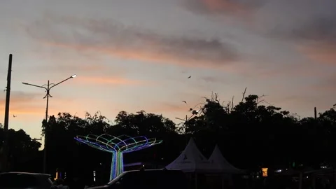 Bat (9) Stock-Footage 301167758