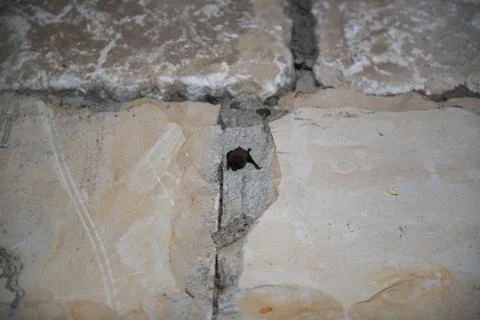 A bat alone hangs on the ceiling of the temple Stock Photos