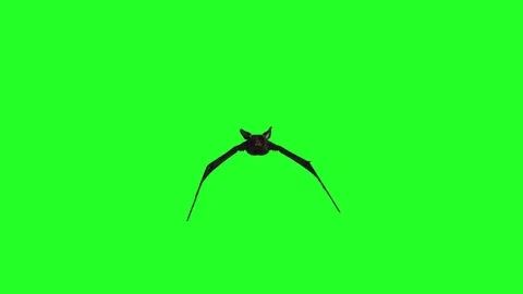 Bat are flying on a green background of Halloween render 3D Stock Footage 81009958