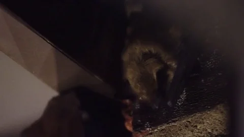 Bat asleep hanging on a brick wall at night Stock Footage 84292163