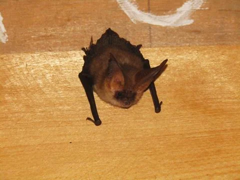 The bat in the attic Stock Photos