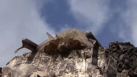 Bat basking in the sun Stock Footage 88813730