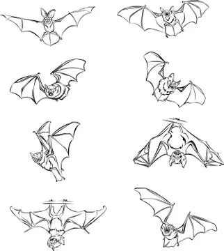 Bat, bat in flight, in motion, in different positions, line Stock Illustration