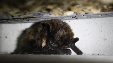 Bat in a batbox cleaning itself Stock Footage 148281613
