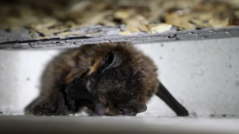Bat in a batbox cleaning itself Stock Footage 148282070