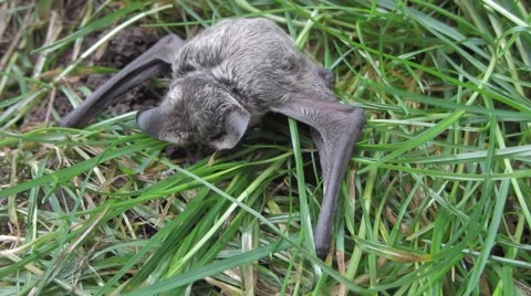 Bat beautiful pose Vídeo Stock 52536444