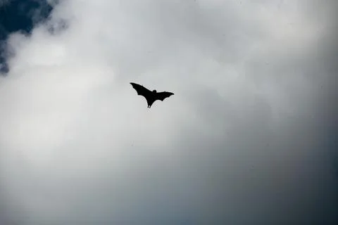 Bat Beneath Cloud Silhouette Foto stock