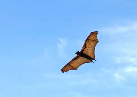 Bat in the blue sky Stock Photos