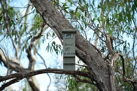 Bat box affixed to eucalyptus tree in Perth Western Australia Foto stock