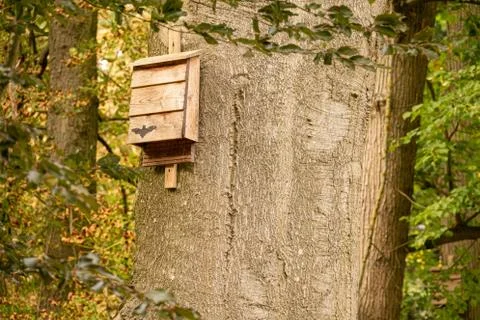 A bat box hangs from a tree in the forest and provides shelter for bats Stock Photos