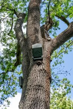 Bat Boxes Mounted on Tree Trunk at Limburg Monastery Ruins in Bad Drkheim, .. Stock Photos