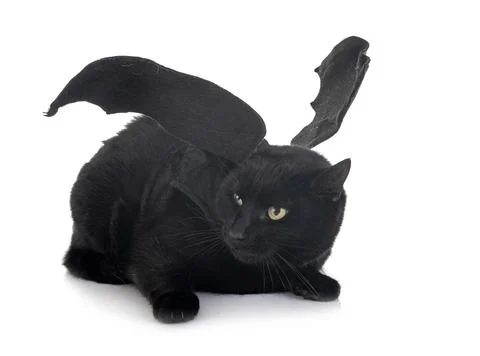 Bat cat in studio Stock Photos