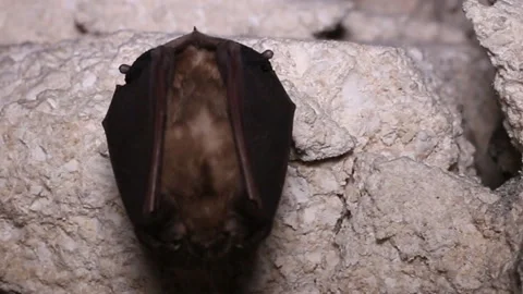 Bat in the catacombs Stock Footage 106500214