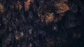Bat cave close up with lots of bats hanging at wall and flying around HD Footage
