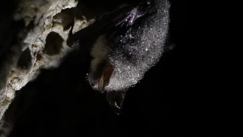 Bat in a cave covered with dewdrops appears from darkness Stock Footage 148283091