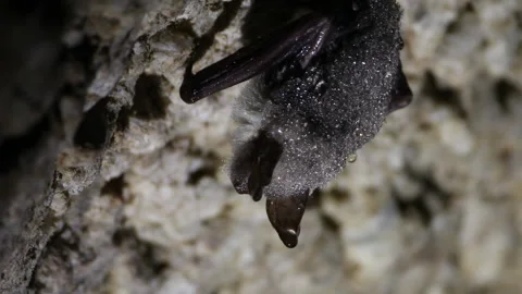 Bat in a cave covered with dewdrops Stock Footage 148282959