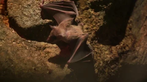 A bat in a cave hangs upside down and eats food. The bat hunted prey. Stock Footage 309226472