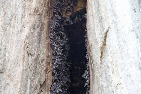 Bat cave 스톡 사진