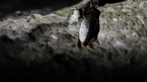 Bat in a cave, vertical pan Video stock 148283037