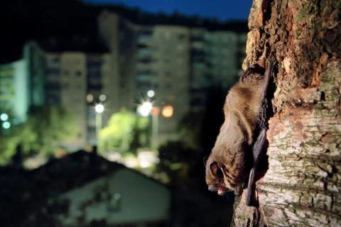 Bat in the city centre Foto stock