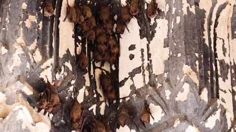 Bat Climbing on a Textured Wall 스톡 동영상 288290859