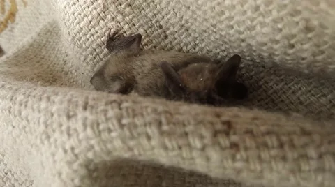 Bat Climbs on a Thin Braided Cloak House on The Island Dzharylgach Stock Footage 58360828