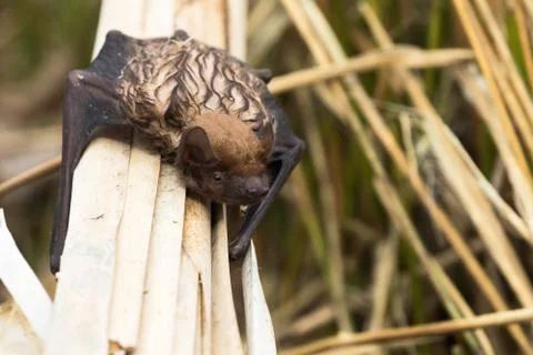 Bat climbs through the saving reed zone after a fall in the water Stock Photos