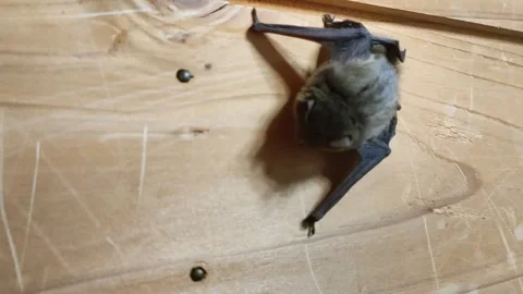Bat clinging to an indoor wall real footage HD Video stock 342301308