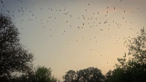 Bat Colony Flying in Line Formation Silhouetted Against Sunset Sky Video stock 326972169