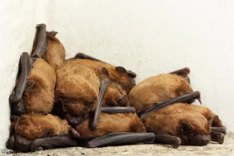 Bat colony Foto stock