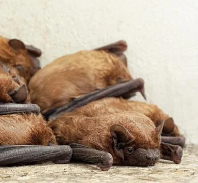 Bat colony Stock Photos