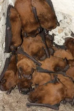 Bat colony 스톡 사진