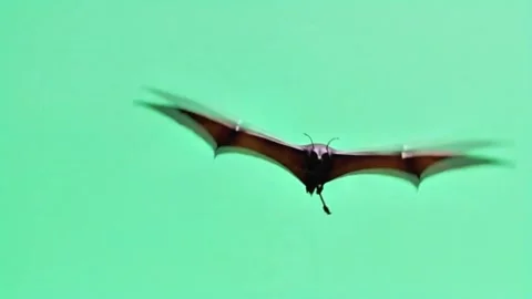 Bat continuously flying on a clean green screen background Stock Footage 318864280