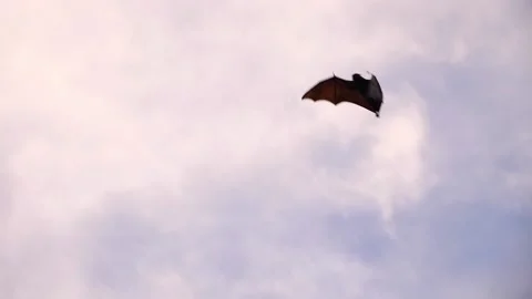 Bat crossing the sky in slow motion Stock Footage 159068882