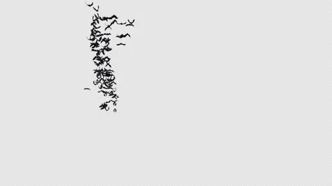 Bat Crowd Fly 4 clip Stock Footage 217888980