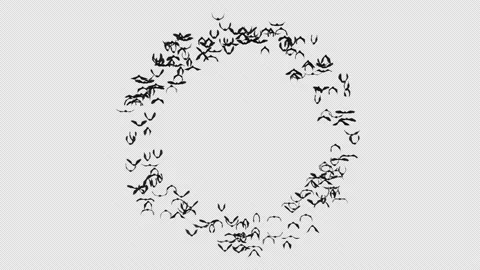 Bat Crowd Fly Loop Stock Footage 206746428