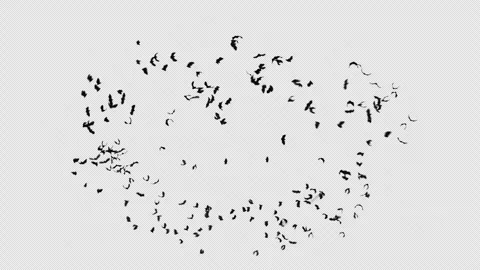 Bat Crowds 4 Pack on Transparent Alpha Loop Stock Footage 316894820