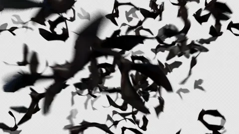 Bat Crowds Deep Alpha Overlay Stock Footage 317325357