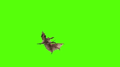 Bat Death Green Screen Animation 4K Rendering Stock Footage 295557658
